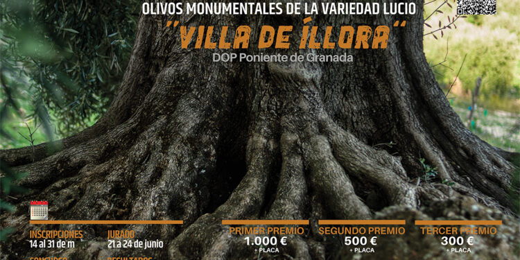 Abierto el plazo de inscripción del primer certamen fotográfico dedicado a los olivos lucios milenarios de Íllora