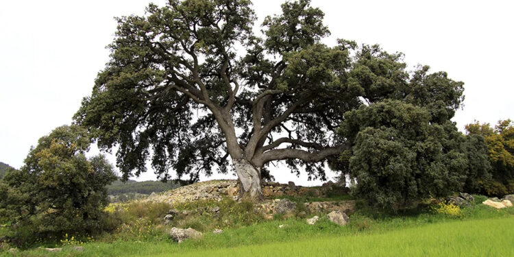 Por las rutas naturales de Íllora